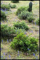 Lupine and shrubs. Ironwood Forest National Monument, Arizona, USA ( color)