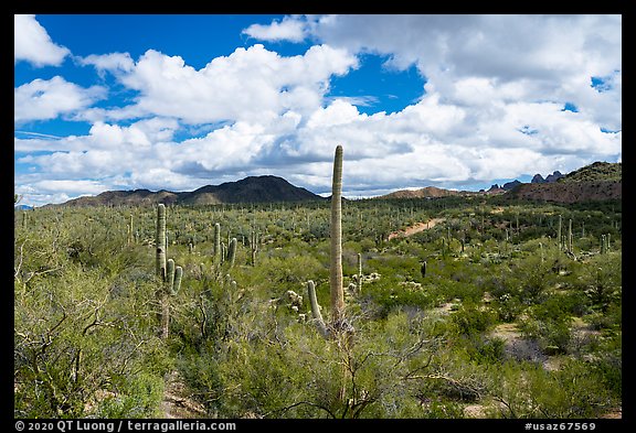 Saguaro forest and Quartzite Peak. Ironwood Forest National Monument, Arizona, USA