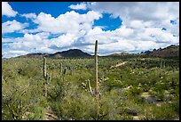 Saguaro forest and Quartzite Peak. Ironwood Forest National Monument, Arizona, USA ( color)