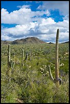 Bajada with cactus and Quartzite Peak. Ironwood Forest National Monument, Arizona, USA ( color)