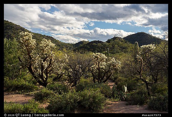 Cholla cactus and Cocoraque Butte. Ironwood Forest National Monument, Arizona, USA (color)