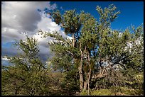 Desert Ironwood trees. Ironwood Forest National Monument, Arizona, USA ( color)
