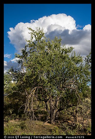Ironwood tree and clouds. Ironwood Forest National Monument, Arizona, USA
