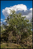 Ironwood tree and clouds. Ironwood Forest National Monument, Arizona, USA ( color)