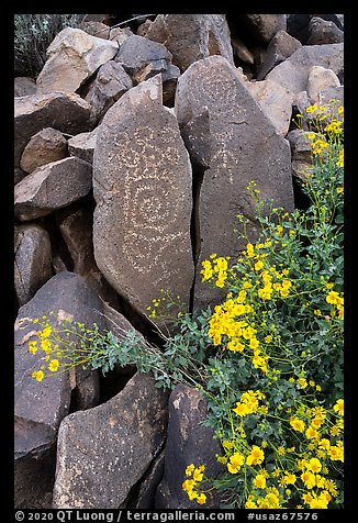 Close-up of Hohokam petroglyphs and brittlebush. Ironwood Forest National Monument, Arizona, USA (color)