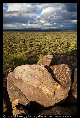 Boulders with petroglyphs overlooking plain with Saguaro cactus. Ironwood Forest National Monument, Arizona, USA (color)