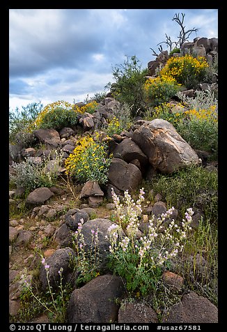 Springtime wildflowers among volcanic boulders, Cocoraque Butte. Ironwood Forest National Monument, Arizona, USA (color)