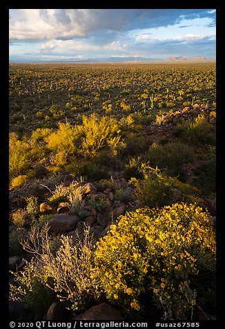 Brittlebush above vast plain. Ironwood Forest National Monument, Arizona, USA