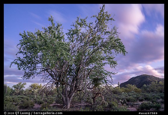 Ironwood tree and Cocoraque Butte at dusk. Ironwood Forest National Monument, Arizona, USA (color)
