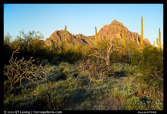 Desert vegetation, Wolcott Peak and Ragged Top at sunrise. Ironwood Forest National Monument, Arizona, USA