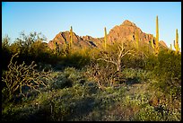 Desert vegetation, Wolcott Peak and Ragged Top at sunrise. Ironwood Forest National Monument, Arizona, USA ( color)