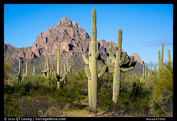 Saguaro cactus and Ragged Top Mountain. Ironwood Forest National Monument, Arizona, USA