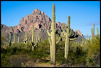Saguaro cactus and Ragged Top Mountain. Ironwood Forest National Monument, Arizona, USA ( color)