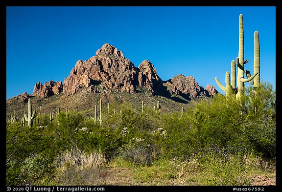 Lush creosote and saguaro plant community and Ragged Top. Ironwood Forest National Monument, Arizona, USA