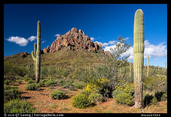 Ragged Top framed by Saguaro cactus. Ironwood Forest National Monument, Arizona, USA