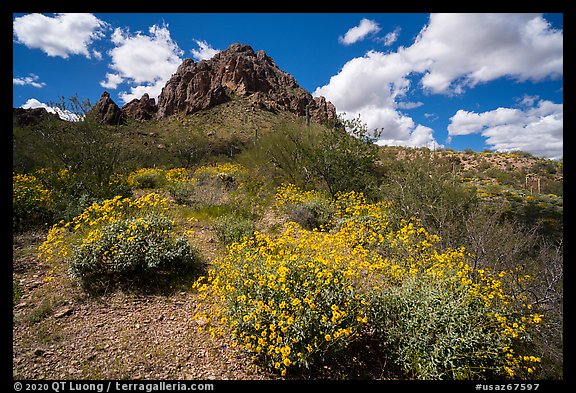 Carpet of brittlebush in bloom below Ragged Top. Ironwood Forest National Monument, Arizona, USA