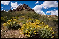 Carpet of brittlebush in bloom below Ragged Top. Ironwood Forest National Monument, Arizona, USA ( color)