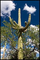 Saguaro cactus with folded arms. Ironwood Forest National Monument, Arizona, USA ( color)