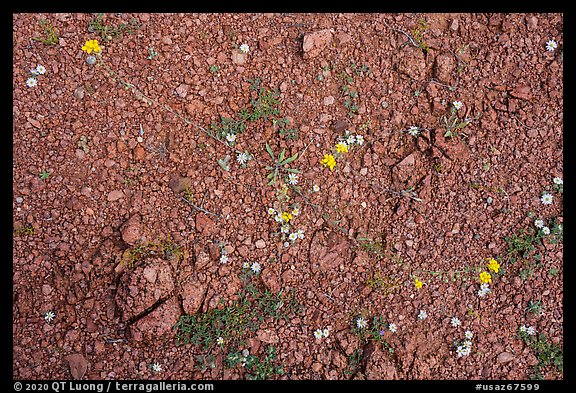 Close up of arid floor with tiny wildflowers. Ironwood Forest National Monument, Arizona, USA