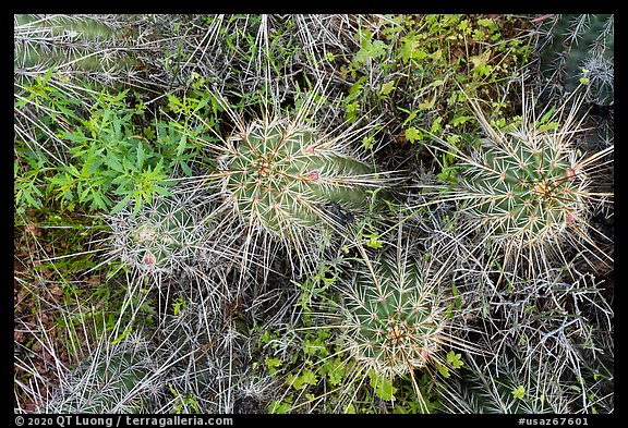 Close up of cactus. Ironwood Forest National Monument, Arizona, USA