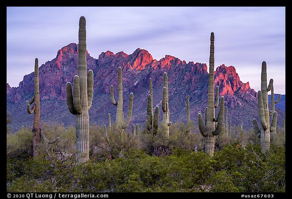 Saguaro cactus and craggy knobs of Ragged Top at sunset. Ironwood Forest National Monument, Arizona, USA