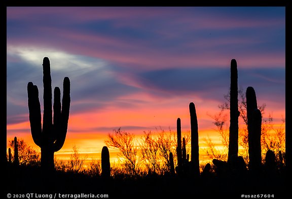 Sonoran desert plans against western sky at sunset. Ironwood Forest National Monument, Arizona, USA