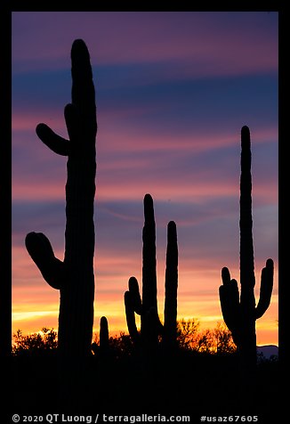 Saguaro cactus in sihouette at sunset. Ironwood Forest National Monument, Arizona, USA