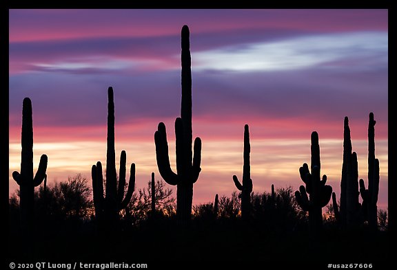 Saguaro cactus and sunset sky. Ironwood Forest National Monument, Arizona, USA (color)