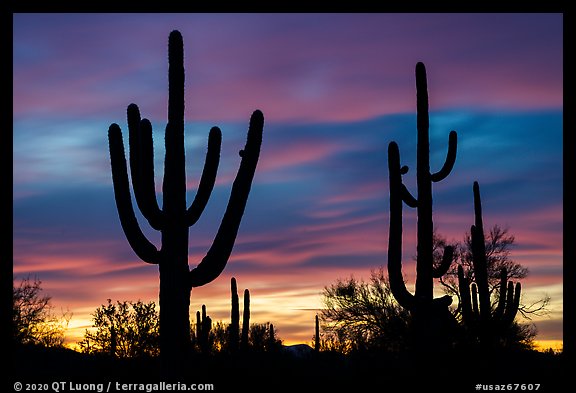 Saguaro cactus sihouettes at sunset. Ironwood Forest National Monument, Arizona, USA