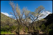 Newly leafed tree, Badger Springs Canyon. Agua Fria National Monument, Arizona, USA ( color)