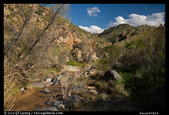 Wash, Badger Springs Canyon. Agua Fria National Monument, Arizona, USA (color)