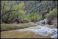 Early spring along Agua Fria River. Agua Fria National Monument, Arizona, USA ( color)