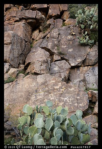 Cacti and petroglyphs, Badger Springs Canyon. Agua Fria National Monument, Arizona, USA