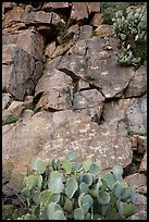 Cacti and petroglyphs, Badger Springs Canyon. Agua Fria National Monument, Arizona, USA ( color)