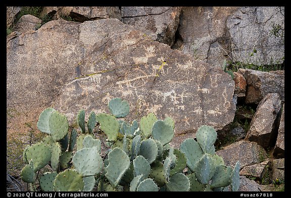 Panel of petroglyphs, Badger Springs Canyon. Agua Fria National Monument, Arizona, USA
