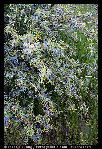Shrubs in bloom. Agua Fria National Monument, Arizona, USA (color)