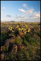 Rocks and cactus. Agua Fria National Monument, Arizona, USA ( color)
