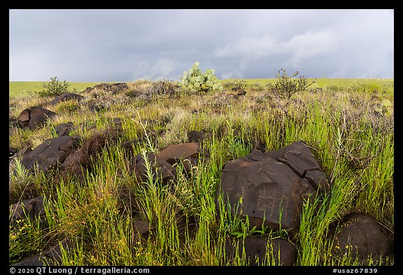 Basalt rocks and tall grasses. Agua Fria National Monument, Arizona, USA (color)
