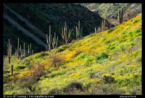 Saguaro cacti on slope with spring wildflowers, Tonto National Monument. Tonto Naftional Monument, Arizona, USA (color)