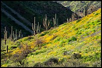 Saguaro cacti on slope with spring wildflowers, Tonto National Monument. Tonto Naftional Monument, Arizona, USA ( color)