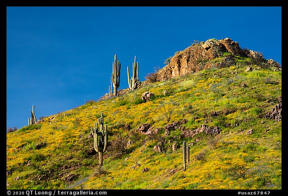Saugaro cacti, wildflowers, and rock outcrop, Tonto National Monument. Tonto Naftional Monument, Arizona, USA (color)