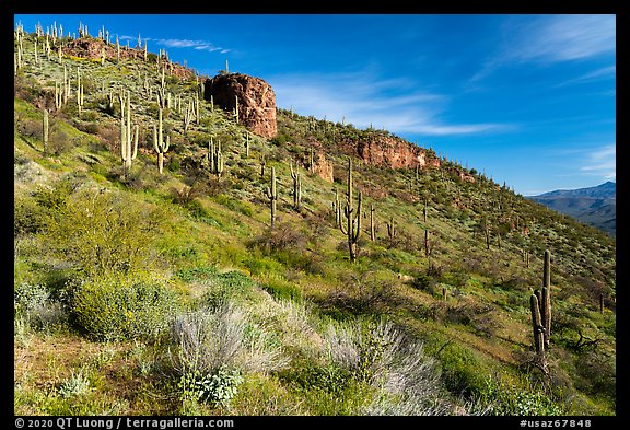 Saugaro cacti and rock outcrop, Tonto National Monument. Tonto Naftional Monument, Arizona, USA