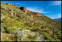Saugaro cacti and rock outcrop, Tonto National Monument. Tonto Naftional Monument, Arizona, USA ( color)