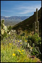 Wildflowers and cacti, Tonto National Monument. Tonto Naftional Monument, Arizona, USA ( color)