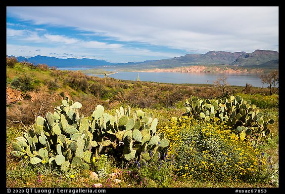 Cacti, wildflowers, and Theodore Roosevelt Lake, Tonto National Monument. Tonto Naftional Monument, Arizona, USA (color)