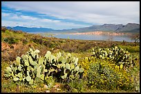 Cacti, wildflowers, and Theodore Roosevelt Lake, Tonto National Monument. Tonto Naftional Monument, Arizona, USA ( color)