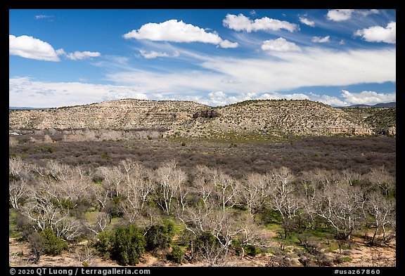Wash with Arizona Sycamore trees, Montezuma Castle National Monument. Arizona, USA (color)