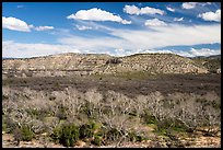 Wash with Arizona Sycamore trees, Montezuma Castle National Monument. Arizona, USA ( color)