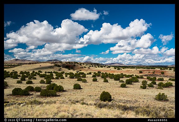 Desert grassland with juniper trees. Wupatki National Monument, Arizona, USA
