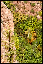 Cliff and aspen. Navajo National Monument, Arizona, USA ( color)